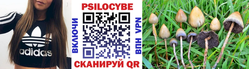 Псилоцибиновые грибы Psilocybine cubensis Няндома